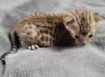 Silver Savannah F6 Male Appa - Savannah Kitten For Sale - 