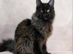 Yamamoto - Maine Coon Kitten For Sale - Miami&comma; FL&comma; US