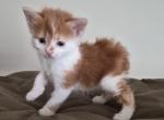 Red - Maine Coon Kitten For Sale - Germantown&comma; MD&comma; US