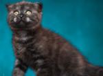 Tamara - Scottish Fold Kitten For Sale - Miami&comma; FL&comma; US
