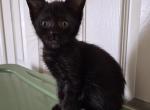 Rane - Maine Coon Kitten For Sale - Germantown&comma; MD&comma; US