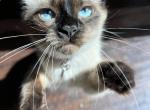 June - Siamese Cat For Adoption - La Mirada&comma; CA&comma; US