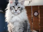 Miranda - Maine Coon Kitten For Sale - Hollywood&comma; FL&comma; US