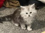 Big silver guy - Maine Coon Kitten For Sale - 