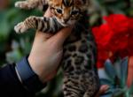 leo - Bengal Kitten For Sale - 
