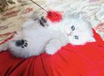 Little Princesses and Prince - Persian Kitten For Sale - 