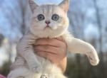 Coco - British Shorthair Kitten For Sale - Fairfax&comma; VA&comma; US