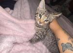 Savannah bengals - Bengal Kitten For Sale - Worcester&comma; MA&comma; US