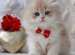Xanto - British Shorthair Kitten For Sale - Brooklyn&comma; NY&comma; US