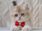 Ximo - British Shorthair Kitten For Sale - Brooklyn&comma; NY&comma; US