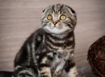 Charlie - Scottish Fold Kitten For Sale - Brooklyn&comma; NY&comma; US