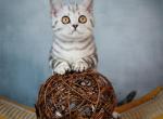 Qira - Scottish Straight Kitten For Sale - Brooklyn&comma; NY&comma; US
