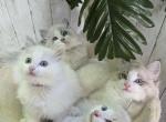 Adorable 10 week old  ragdolls - Ragdoll Kitten For Sale - Chesapeake&comma; VA&comma; US