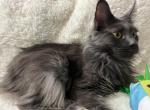 MILA BLUE SMOKE MAINE COON GIRL RETIRED - Maine Coon Cat For Sale/Retired Breeding - 