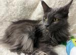 MILA BLUE SMOKE MAINE COON GIRL RETIRED - Maine Coon Cat For Sale/Retired Breeding - 