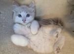 Thelma The sweetest Female ragdoll kitten - Ragdoll Kitten For Sale - Chesapeake&comma; VA&comma; US