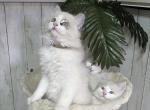 Jethrow a Ragdoll loverboy - Ragdoll Kitten For Sale - Chesapeake&comma; VA&comma; US