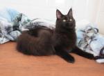 Yana & Fritz - Maine Coon Kitten For Sale - KY&comma; US