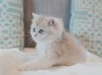Lucian - British Shorthair Kitten For Sale - Basking Ridge&comma; NJ&comma; US