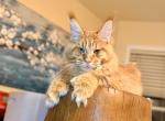 Leon all paws Polydactyl - Maine Coon Kitten For Sale - Grant Valkaria&comma; FL&comma; US