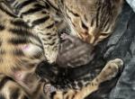Bengal - Bengal Kitten For Sale - Salinas&comma; CA&comma; US