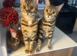 Bengal - Bengal Kitten For Sale - Salinas&comma; CA&comma; US