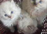 Ragdoll babies - Ragdoll Kitten For Sale - 