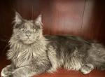 Marsel - Maine Coon Kitten For Sale - Feasterville Trevose&comma; PA&comma; US