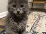 Kitten2 - Maine Coon Kitten For Sale - Feasterville Trevose&comma; PA&comma; US