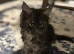 Kitten3 - Maine Coon Kitten For Sale - Feasterville Trevose&comma; PA&comma; US