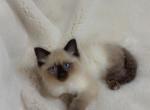 Pretty girl - Ragdoll Kitten For Sale - Battle Ground&comma; WA&comma; US