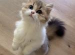 Fifi - Minuet Kitten For Sale - San Jose&comma; CA&comma; US