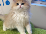 Joe Joe - Minuet Kitten For Sale - 