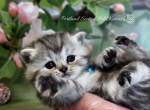 Portland Bibi Scottish Straight Kitten - Scottish Straight Kitten For Sale - Portland&comma; OR&comma; US
