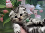 Portland Bounty Scottish Fold Kitten - Scottish Fold Kitten For Sale - Portland&comma; OR&comma; US