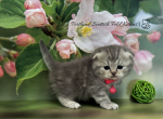 Portland Bonya Scottish Fold Kitty - Scottish Fold Kitten For Sale - Portland&comma; OR&comma; US