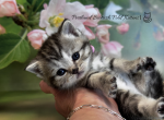 Portland Blossom Scottish Straight Kitty - Scottish Straight Kitten For Sale - Portland&comma; OR&comma; US
