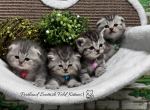 Portland Scottish Straight Kittens - Scottish Straight Kitten For Sale - Portland&comma; OR&comma; US