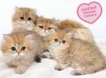 Dolce - Persian Kitten For Sale - CA&comma; US