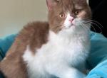 Douglas - British Shorthair Kitten For Sale - Norwalk&comma; CT&comma; US