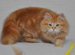 Bruno - Siberian Kitten For Sale - Pembroke Pines&comma; FL&comma; US