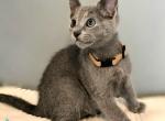 Omar - Russian Blue Kitten For Sale - 