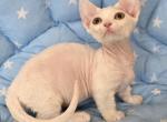 Smile - Minskin Kitten For Sale - Hollywood&comma; FL&comma; US
