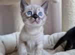Enna - Bengal Kitten For Sale - Belleville&comma; NJ&comma; US