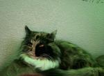 Penny Lane - Munchkin Cat For Adoption - Colorado Spgs&comma; CO&comma; US