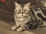 Calypso - American Shorthair Cat For Sale - Angier&comma; NC&comma; US
