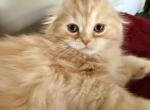 Caspian - Scottish Fold Kitten For Sale - Angier&comma; NC&comma; US