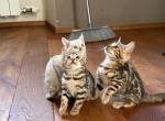 Emmy - Bengal Kitten For Sale - 