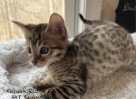 F6 SBT Bailey - Savannah Kitten For Sale - Franklin&comma; NC&comma; US