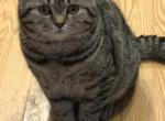 Miki - Scottish Fold Kitten For Sale - 